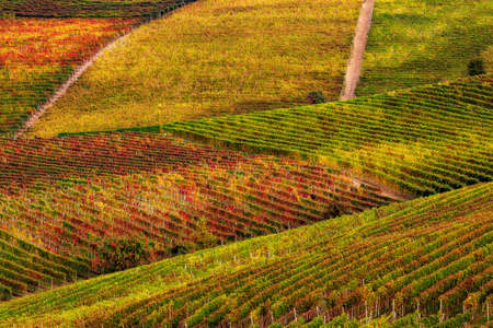 View of beautiful autumnal vineyards grow on the hills of Piedmont in Northern Italy.の写真素材