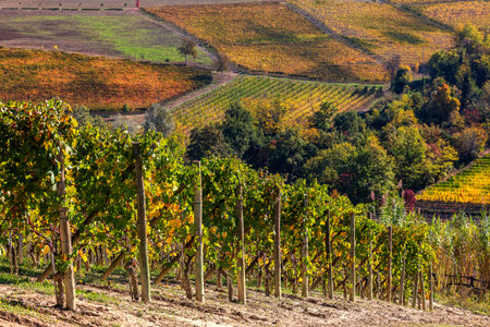 Autumnal vineyards grow on the hills of Langhe in Piedmont, Northern Italy.