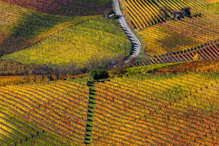 View from above on colorful autumnal vineyards on the hills in Piedmont, Northern Italy.の写真素材