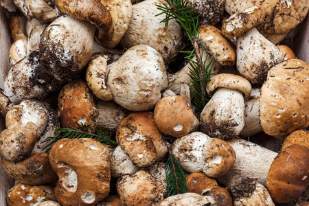 Close-up view of fresh porcino mushrooms.の写真素材