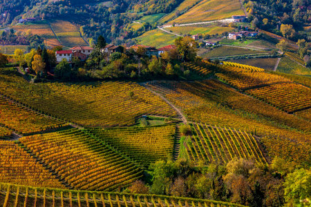 View from above of colorful autumnal vineyards on the hills of Langhe in Piedmont, Northern Italy.の写真素材