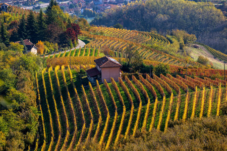 Rural house on the hill among colorful autumnal vineyards in Piedmont, Northern Italy.の写真素材