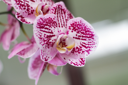 Bunch of purple beatiful flowers in the gardenの写真素材
