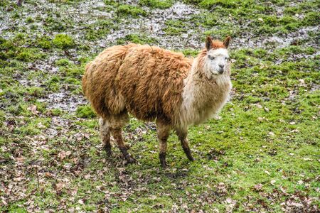Lama looking at the camera outside in the fieldの写真素材