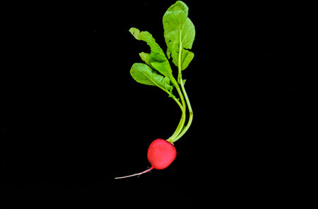 fresh red radish on the black isolated background