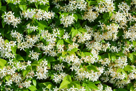 background full of white flowers, ideal for your projectsの写真素材