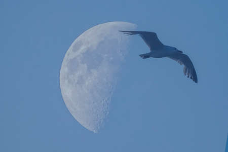 nice view of the moon with a seagull flying over the sky, tranquility conceptの写真素材