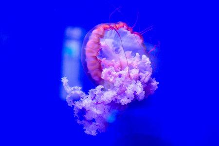 beautiful pink jellyfish in water, where the pink color highlights the characteristics of this...