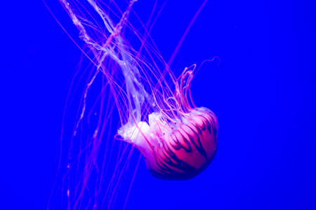 beautiful pink jellyfish in water, where the pink color highlights the characteristics of this jellyfishの写真素材