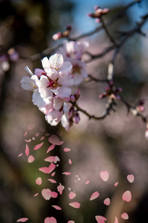 Almond blossoms in spring with nice background colorsの写真素材