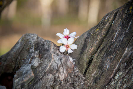 Almond blossoms in spring with nice background colorsの写真素材