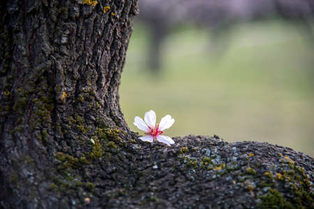 Almond blossoms in spring with nice background colorsの写真素材