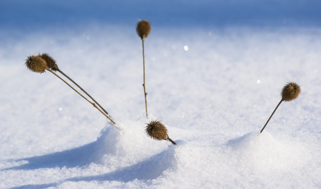 Dried thistle blossoms under layer of winter snowの写真素材