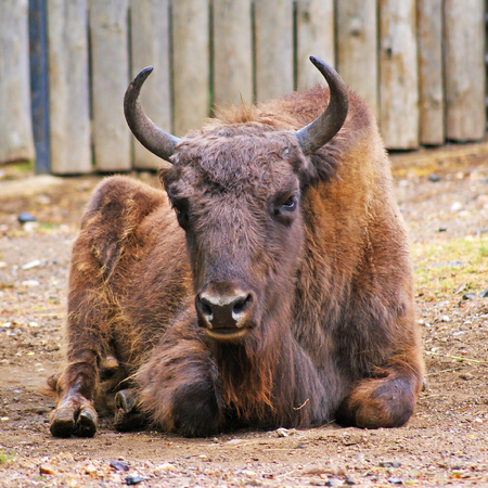 Aurochs laying on ground looking forwardの写真素材