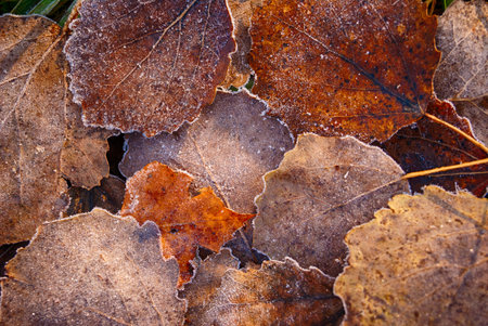 Frozen autumn aspen leaves sunny day closeup