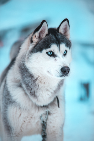 Dogの写真素材