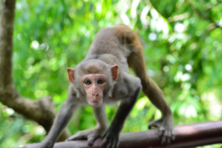 Monkey on tree. Monkey portrait