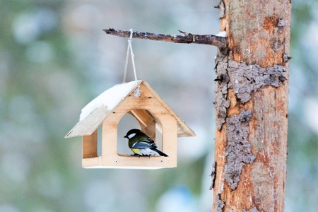 Birdfeeder. Great Titの写真素材