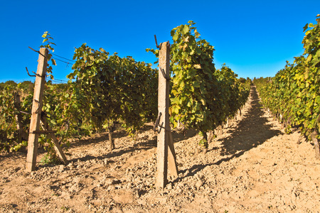 Vineyardの写真素材
