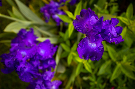 Iris germanica from above
