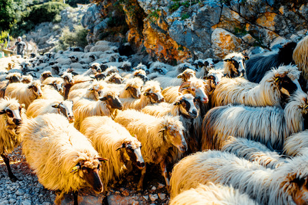 Beautiful sheeps running in herd on the streetの写真素材