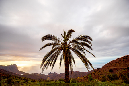 Landscape view with palm tree on the western part of La Gomera island near Alojera village in Spainの写真素材