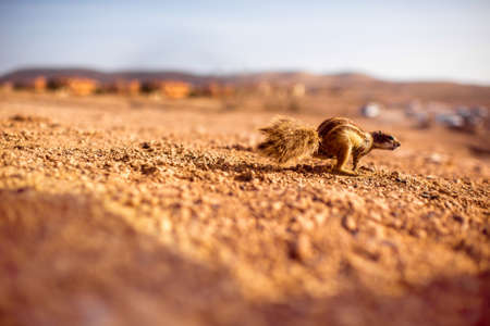 Moorish squirrel on Fuerteventura island in Spainの写真素材