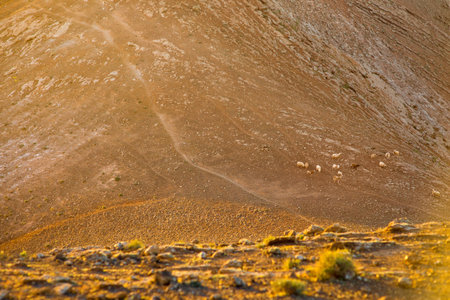 Volcanic landscape with sheeps on the top of Caldera Blanca volcano on the sunset on Lanzarote...
