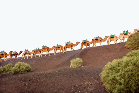 Camels caravan walking on the volcanic landscape in Timanfaya national park in the morning on Lanzarote islandの写真素材