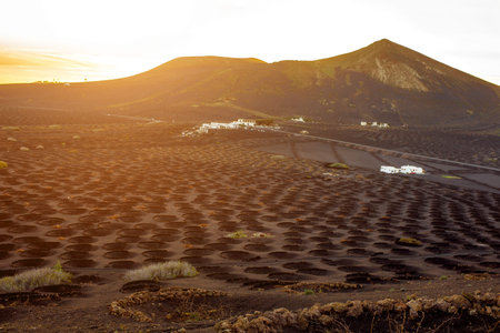 Top view on volcanic vineyard with vineholes near La Geria village in the morning on Lanzarote island  in Spainの写真素材