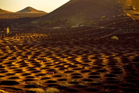 Top view on volcanic vineyard with vineholes near La Geria village in the morning on Lanzarote island  in Spainの写真素材