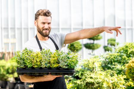 Handsome gardener in black apron pointing forward holding pots with plants in the greenhouse. Seller or worker in the plant shopの写真素材