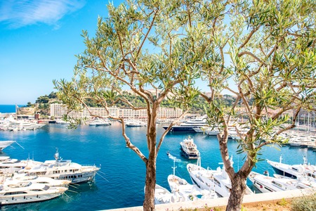 Landscape view on the bay with luxury yachts on the french riviera in Monte Carlo in Monaco. Image with focus on the treeの写真素材