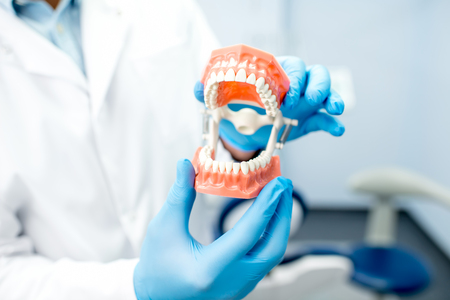 Artificial dental jawの写真素材