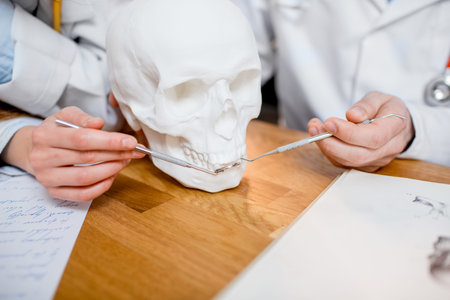 Studying the structure of the skull