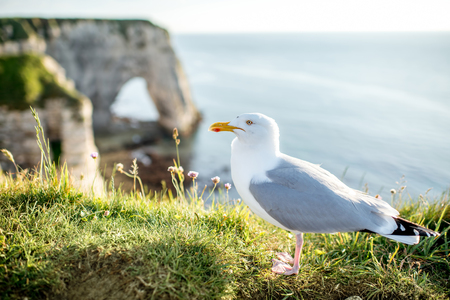 Seagull standing on the beautiful rocky coastline in Franceの写真素材