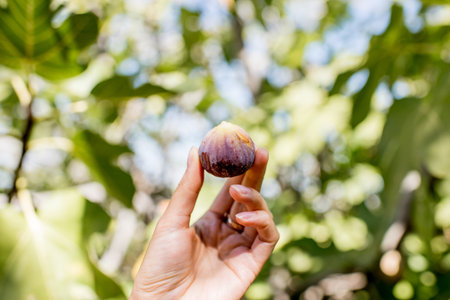 Holding fig fruit on the fig tree background