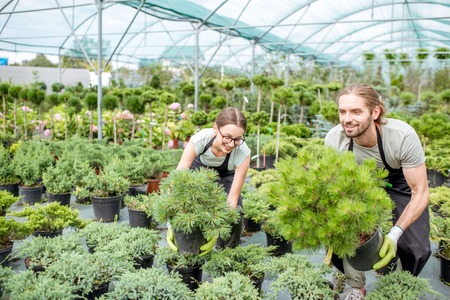 Young couple of workers in uniform working with green plants holding pots with conifer bush in the greenhouseの写真素材