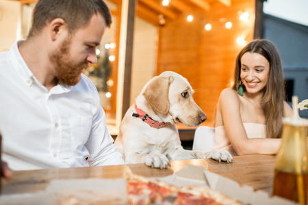 Cute dog dining with people during the evening light on the backyard of the house outdoorsの写真素材