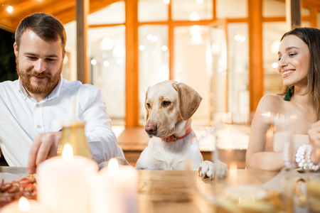 Cute dog dining with people during the evening light on the backyard of the house outdoorsの写真素材