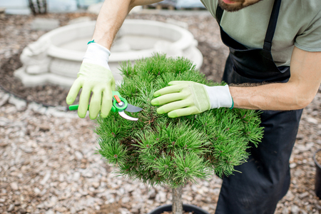 Handsome gardener in working uniform taking care of ornamental bush cutting leaves in the gardenの写真素材