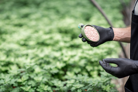 Pouring mineral fertilizers into the plants growing in the greenhouse at the plant production, close-up viewの写真素材