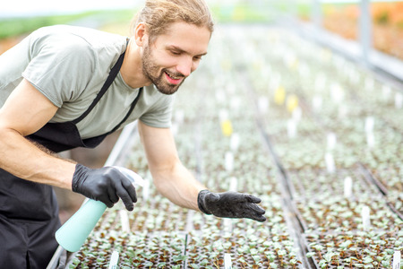 Worker taking care of plants sprinkling with water on the small seedlings in the greenhouse of the plant productionの写真素材