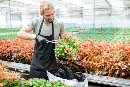 Worker cutting blossom of flowers for better growing in the greenhouse of plant production farmの写真素材
