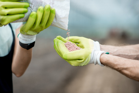 Pouring mineral fertilizers into the farmers hands in the glasshouse, close-up viewの写真素材