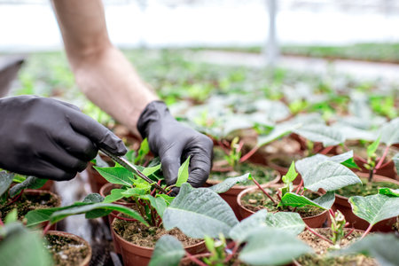 Cutting with scalpel tops of the Christmas flower for better growing in the greenhouse, close-up...