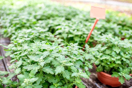 Green plants growing in the greenhouse of the plant production farmの写真素材