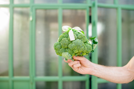 Holding fresh bunch of broccoli tied in a bow as a gift outdoors on the green background