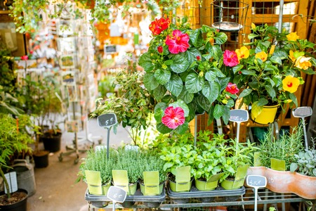 Green plants in flower pots on the showcase of the french marketの写真素材