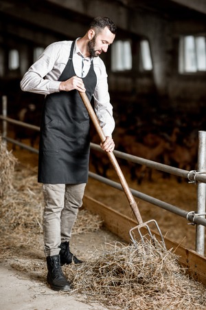 Handsome farmer in apron working with hay in the stable at the goat farmの写真素材